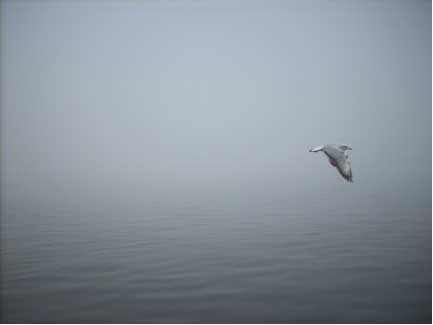 Lone Goose in flight