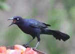 Grackle