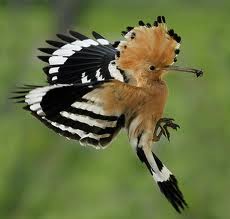 Hoopoe