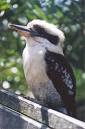 Kookaburra