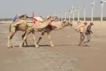 Beach Camels