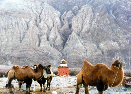 Camels in Nubra