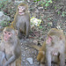 Baboons