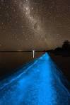 bioluminesence