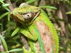 chameleon