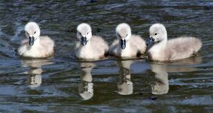 cygnets