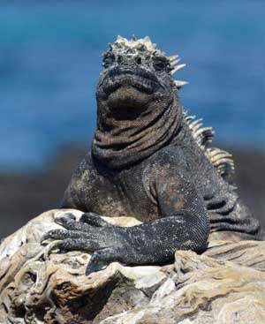 iguana marine