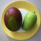 mangoes