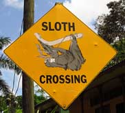 sloth crossing