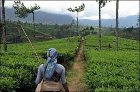 tea picker